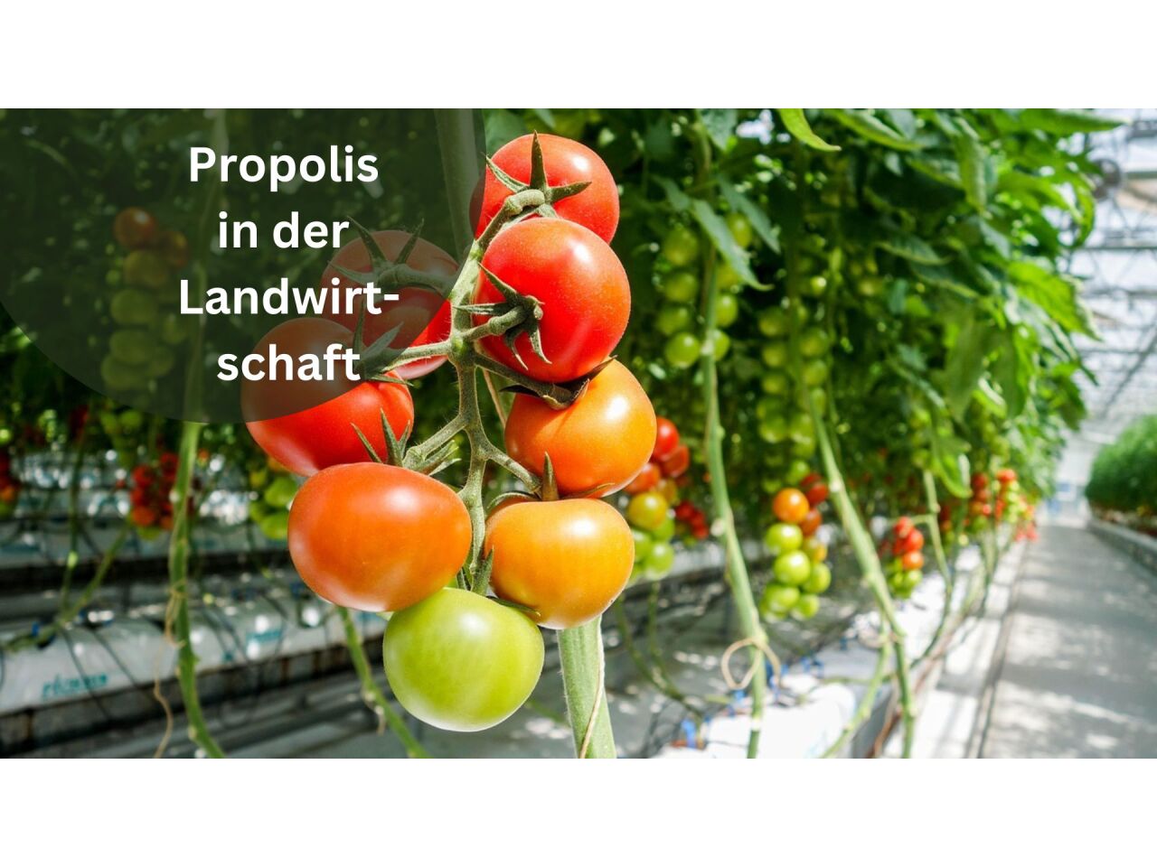 Glyphosat ade – wie Propolis die Landwirtschaft umweltfreundlicher machen kann - Propolis statt Glyphosat? Umweltfreundliche Landwirtschaft