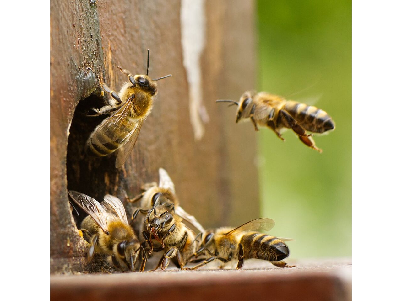Propolis zum Einnehmen - Die einfache Art, dein Wohlbefinden zu optimieren - Propolis zum Einnehmen - Die einfache Art, dein Wohlbefinden zu optimieren