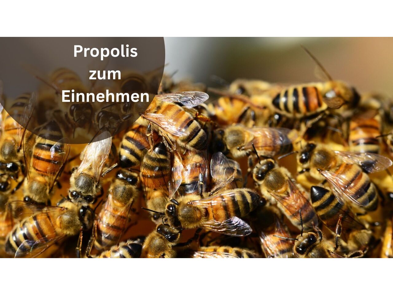 Propolis zum Einnehmen - Die einfache Art, dein Wohlbefinden zu optimieren - Propolis einnehmen – Für dein tägliches Wohlbefinden