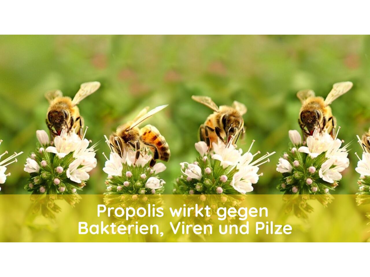 Propolis wirkt gegen Bakterien, Viren und Pilze - Propolis wirkt gegen Bakterien, Viren und Pilze