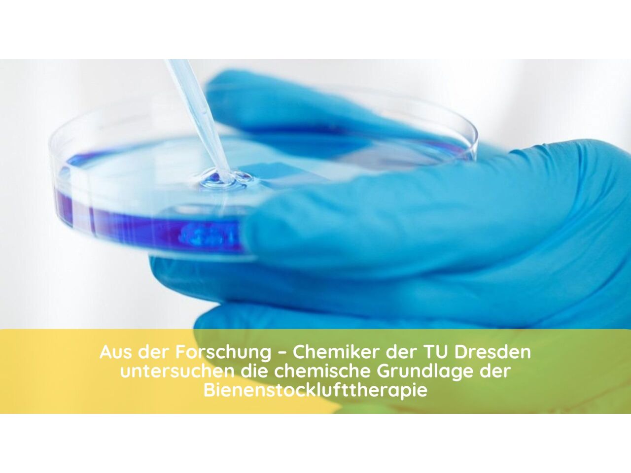 Aus der Forschung – Chemiker der TU Dresden untersuchen die chemische Grundlage der Bienenstocklufttherapie - Chemiker der TU Dresden untersuchen Bienenstocklufttherapie