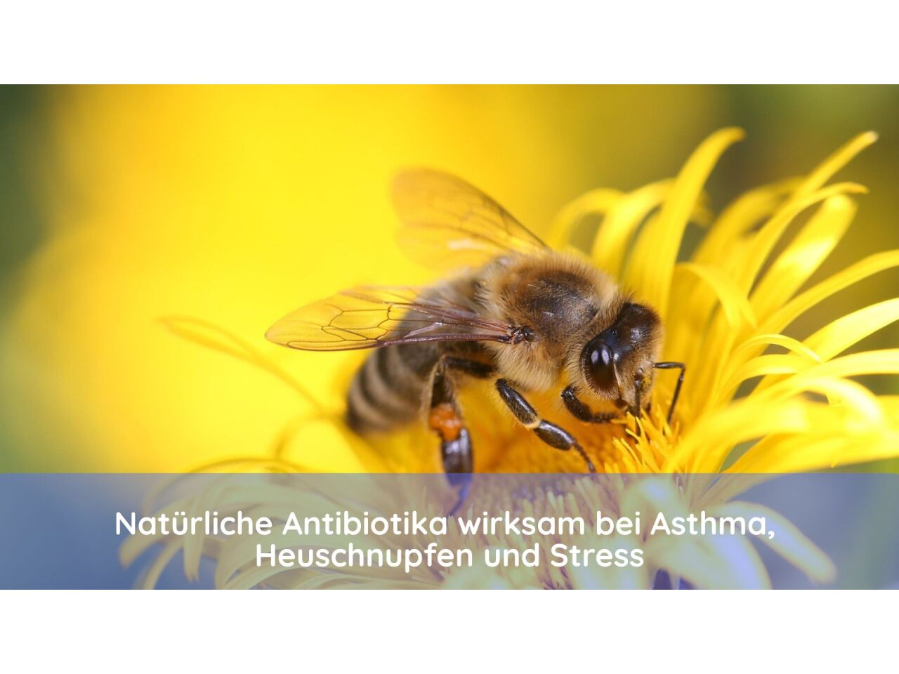 Propolis - natürliches Antibiotikum bei Asthma, Heuschnupfen und Stress - Propolis - Studie bestätigt Wirksamkeit