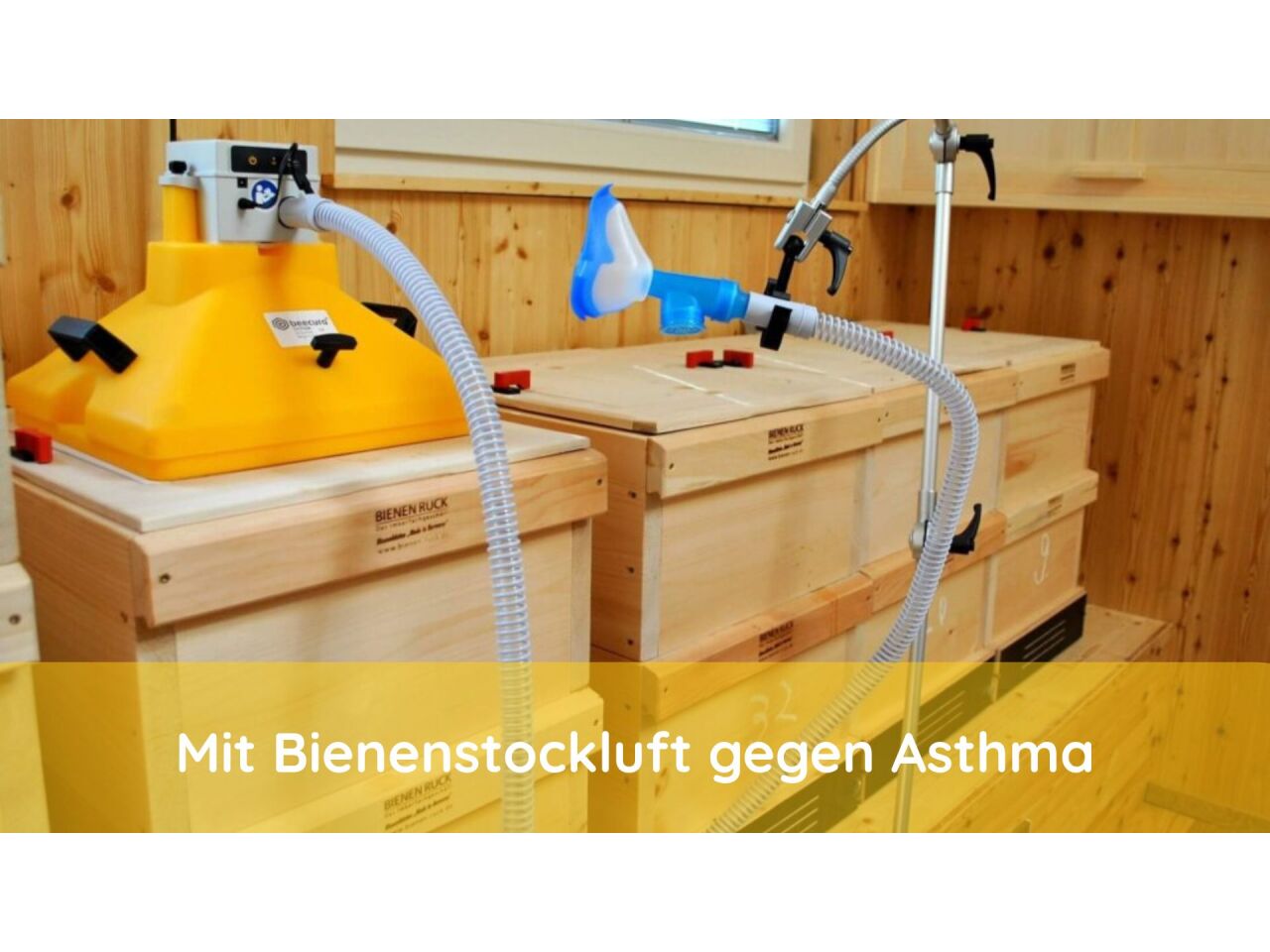 Mit Bienenstockluft gegen Asthma - Mit Bienenstockluft gegen Asthma
