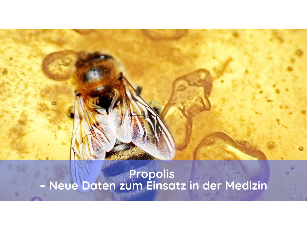 Propolis – Neue Daten zum Einsatz in der Medizin - Propolis – Neue Daten zum Einsatz in der Medizin