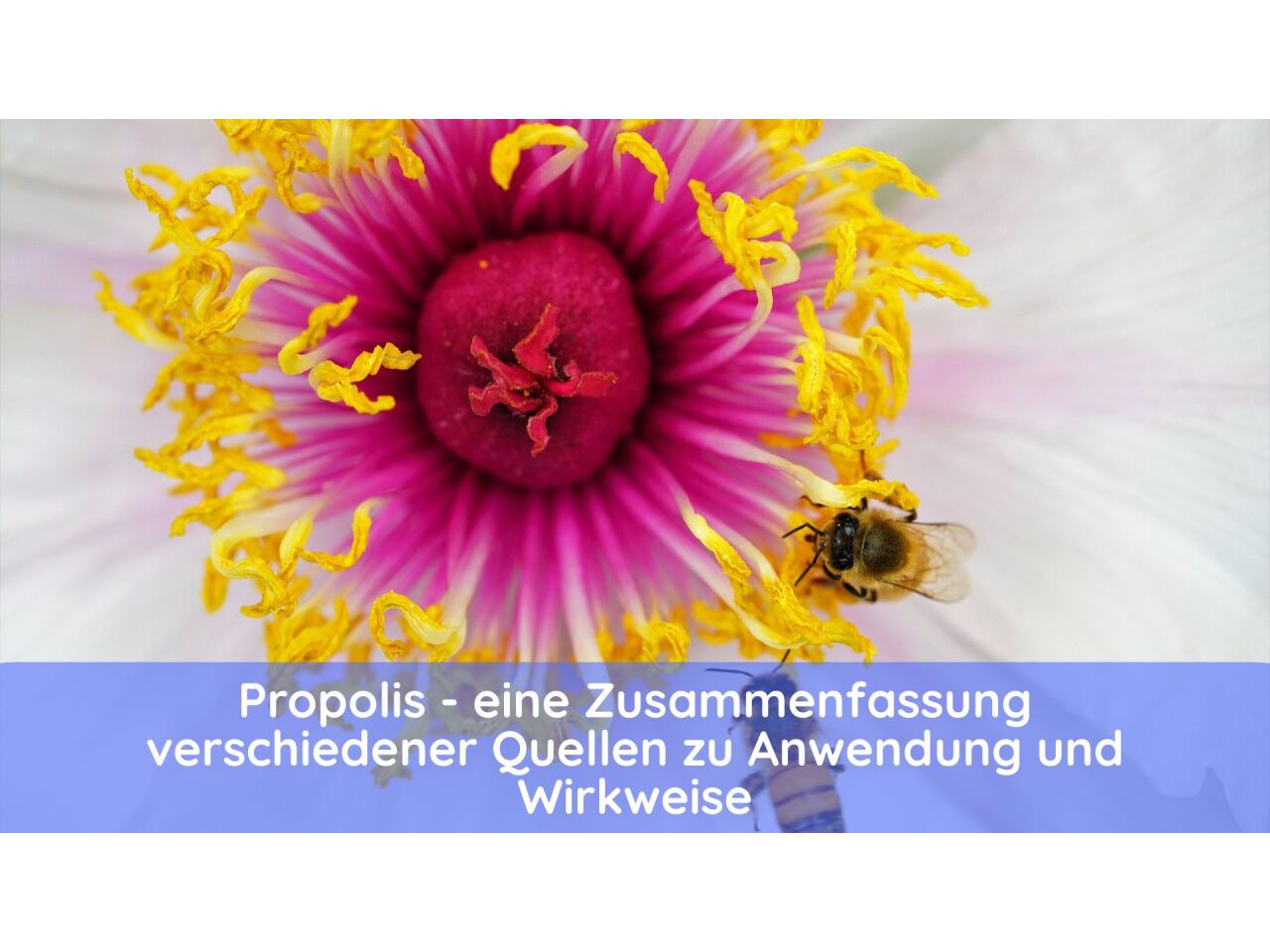 Propolis - eine Zusammenfassung verschiedener Quellen zu Anwendung und Wirkweise - Propolis - Zusammenfassung zu Anwendung und Wirkweise