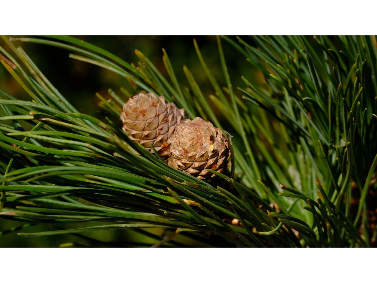 Die heilsame Kraft der Natur: Zirbenholz trifft Propolis - Die heilsame Kraft der Natur: Zirbenholz trifft Propolis